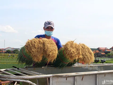 Nghệ An: Rau màu Quỳnh Lưu chịu cảnh "đứng đồng" trong khi giá ở chợ cao ngất ngưởng