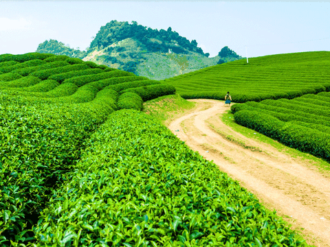 Khám phá hành trình giữ trọn giá trị thật của trà tự nhiên với TH true TEA