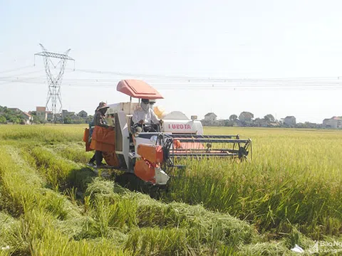 Nghệ An: Thu hoạch lúa giúp các xã bị giãn cách 