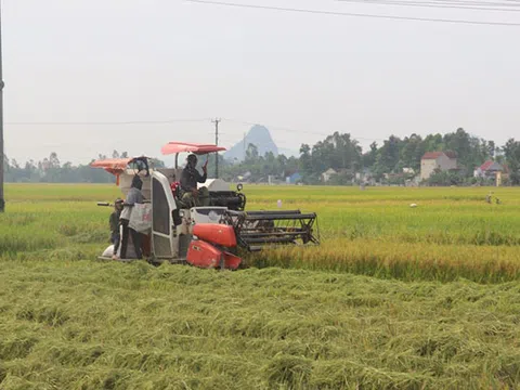 Nghệ An: Yên Thành thu hoạch lúa hè thu đảm bảo an toàn chống dịch 