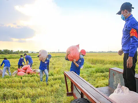 Hà Tĩnh: Hình ảnh đẹp về các tình nguyện viên giúp dân thu hoạch lúa ở Cẩm Xuyên