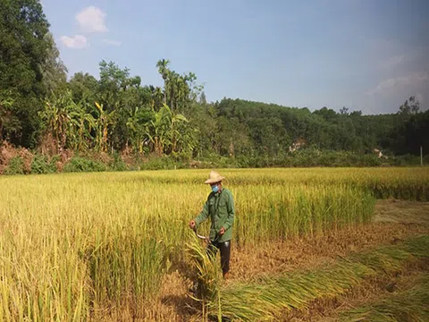 Người dân Nghệ An góp ngày công, giúp gia đình cách ly thu hoạch nông sản