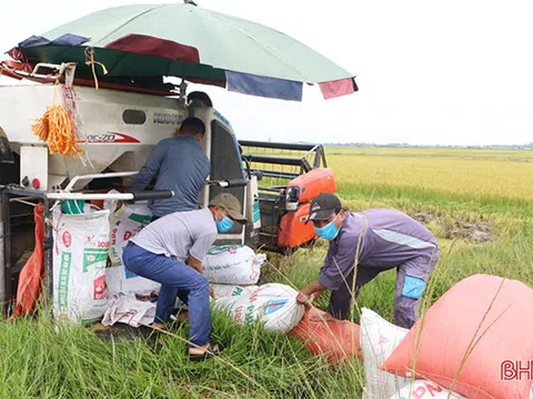 Nông dân Hà Tĩnh “chạy mưa” trên những cánh đồng lúa hè thu