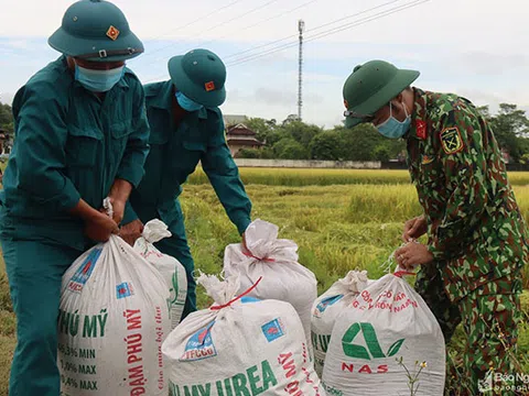 Bộ đội giúp dân trong vùng dịch ở Nghệ An thu hoạch lúa