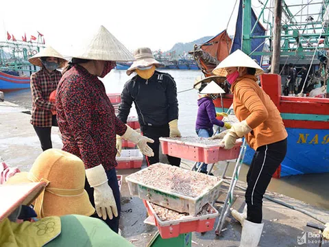 Ngư dân Nghệ An bám biển trong điều kiện phòng dịch theo quy định