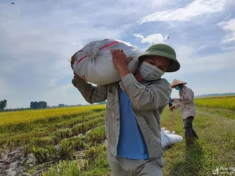 Nghệ An: Những chuyến xe tình nguyện chở lúa mùa dịch ở Yên Thành