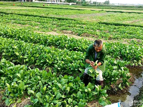 Nghệ An: Hàng nghìn tấn rau "nằm ruộng" chờ đầu ra