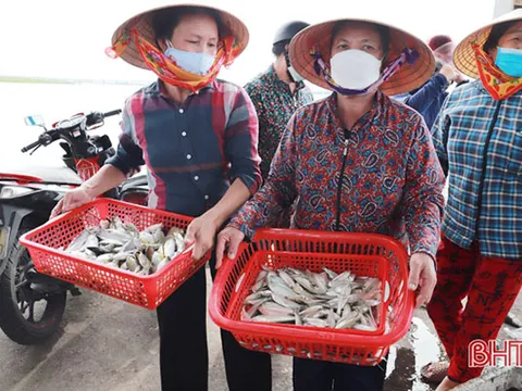 Hà Tĩnh: Ngư dân Nghi Xuân “trúng đậm” mực ống