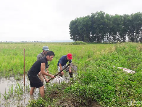 Sau mưa lớn, người dân huyện lúa ở Nghệ An ra đồng săn chuột làm "đặc sản"