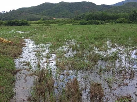Trang trại lợn “khủng” không phép ở Vũ Quang: Lãnh đạo huyện nói “không nỡ” xử lý