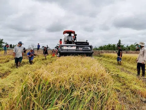 Giá gạo xuất khẩu của Việt Nam tăng mạnh trở lại, vượt gạo Thái Lan