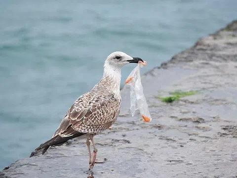 Các loài chim biển đang lâm nguy vì rác thải nhựa