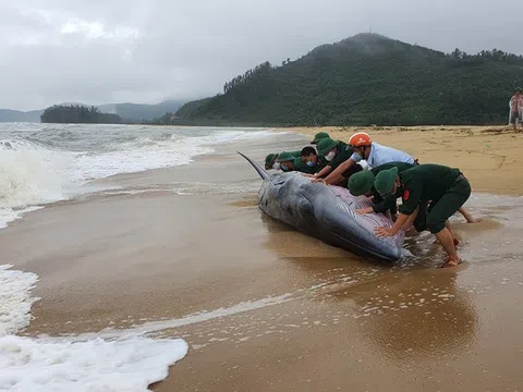 Cá voi 3 tấn trôi dạt vào bờ biển Thừa Thiên - Huế