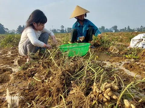 Nông dân Diễn Châu thu hoạch lạc đông đạt năng suất 1 tạ/sào