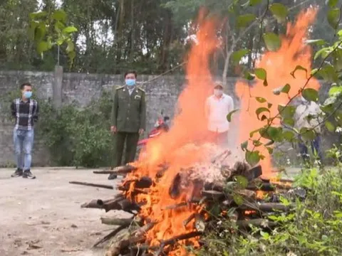 Diễn Châu (Nghệ An): Làm rõ nguyên nhân hổ nuôi nhốt ở khu sinh thái bất ngờ chết