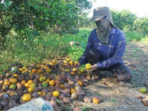 Nghệ An: Vỡ quy hoạch cây trồng