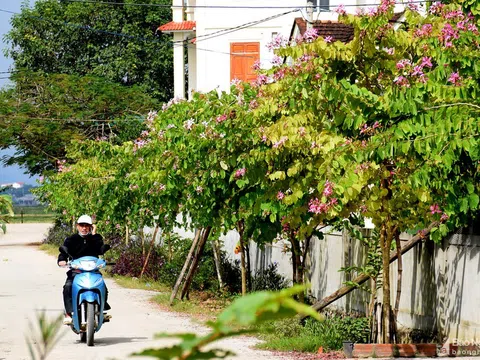 Hiếm có khó tìm: Cung đường ngập sắc hoa ban đẹp như mơ ở quê lúa Yên Thành, Nghệ An