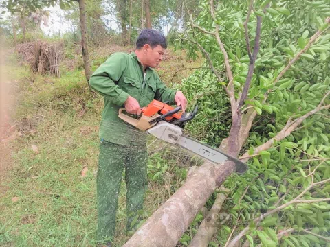 Nông dân 1 xã của Hà Tĩnh đổi đời nhờ trồng cây gió trầm, soi lõi trầm, thu hơn 50 tỷ/năm