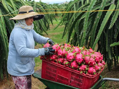 Thanh long ruột đỏ bán "giải cứu", giá từ 4.000 đồng/kg