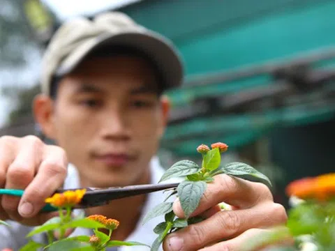 Hà Tĩnh: Bỏ việc về quê, 2 vợ chồng trẻ "phù phép" loài hoa dại thành bon sai độc lạ đắt tiền