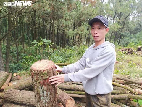 Lộc Hà (Hà Tĩnh): Tạm giữ sư trụ trì và 3 người cưa hạ cây thông trước cửa chùa Chân Tiên