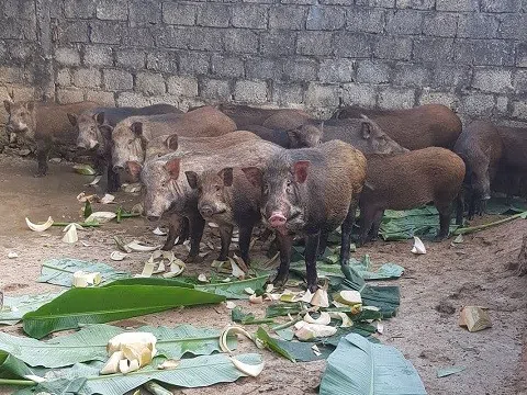 Trại lợn rừng sạch Nghệ An, cung cấp thịt sạch cho bữa cơm ngày tết mỗi nhà