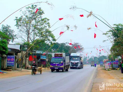 Nghệ An: Mét rừng đẹp được "tuyển" về xuôi bán làm cây nêu Tết