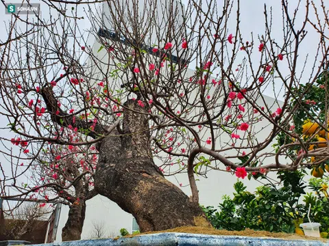 Nghệ An: Ngắm gốc đào cổ thụ "khủng" giá nào cũng không bán, cho thuê vài ngày hàng trăm triệu