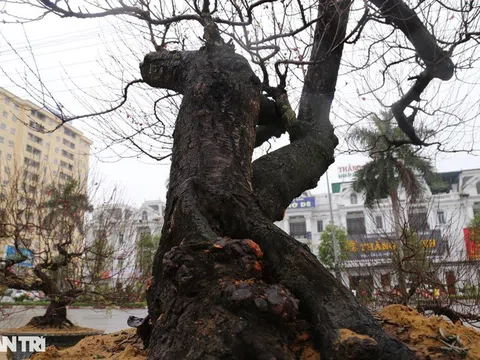 Thành phố Vinh: Đào "khủng" 100 năm tuổi, thế trực huyền được cho thuê 140 triệu đồng