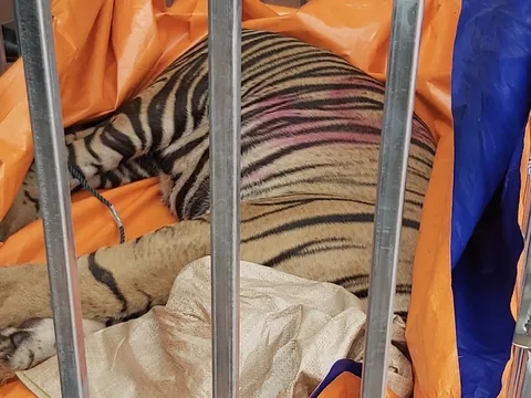 Nghệ An: Bảy năm tù cho đối tượng nuôi nhốt trái phép 14 cá thể hổ trong hầm nhà