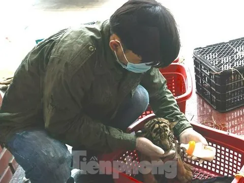 Chuyển 7 con hổ được giải cứu ở Nghệ An ra Quảng Bình