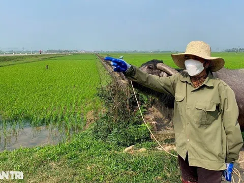 Hà Tĩnh: 3 tỷ đồng không mua nổi lô đất vẫn trồng lúa xanh rì ở quê