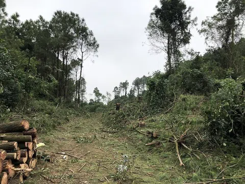 Nghệ an: Làm rõ hành vi khai thác gỗ thông trái phép tại khu vực rừng phòng hộ ở Hưng Nguyên