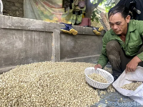 Giá hành tăm Nghệ An giảm mạnh, khó khăn đầu ra