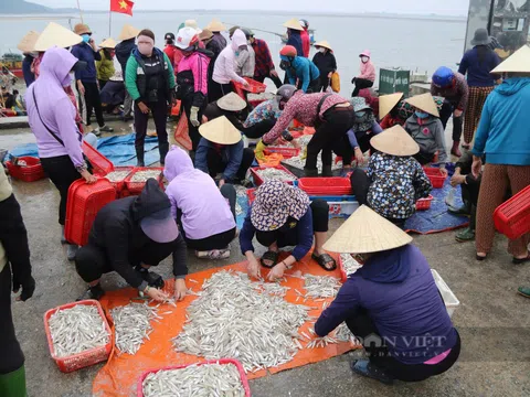 Tận mắt thấy hàng tấn cá trích, cá cơm, cá đù chất la liệt ở bãi biển Hà Tĩnh, người xúm đen xúm đỏ