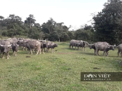 Vụ trâu nhà dính bẫy thú trong khu bảo tồn ở Hà Tĩnh: Giám đốc Khu BTTN Kẻ Gỗ nói “không kiểm soát được”!