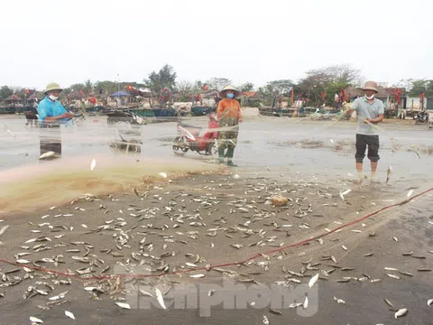 Vào mùa cá trích, ngư dân Nghệ An thu tiền triệu mỗi ngày