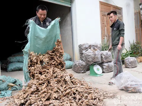 Nghệ An kêu gọi giải cứu hàng ngàn tấn gừng Kỳ Sơn