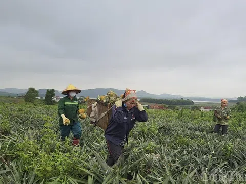 Nghệ An: Dứa giảm giá một nửa, nông dân quay quắt tìm đầu ra