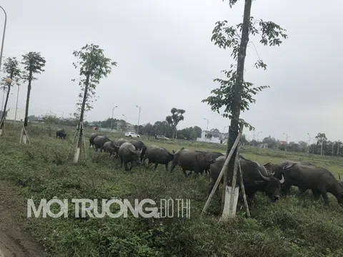 Nghệ An: Vì sao 17,25ha quy hoạch kho và công trình phụ trợ “biến hóa” thành KDC với 500 lô đất?(B2)