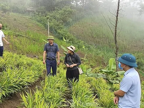 Sở Công Thương Nghệ An kêu gọi hỗ trợ tiêu thụ 5.000 tấn gừng