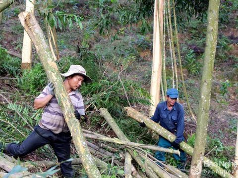 Thanh Chương (Nghệ An): Bị ngọn keo rơi trúng, một người đàn ông tử vong tại chỗ