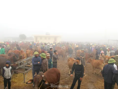 Đô Lương (Nghệ An): Những người phụ nữ ngày ngày căng mắt đếm trâu, kiếm 200.000/ngày