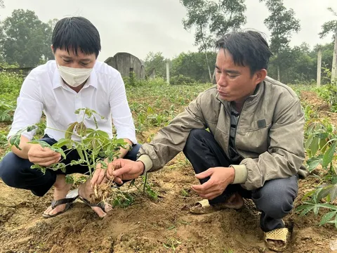 Bệnh khảm lá sắn bùng phát ở Nghệ An