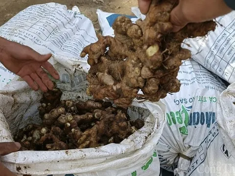 Nghệ An: Xã biên giới Tam Hợp kêu gọi "giải cứu" gừng
