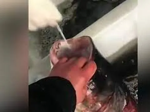 Nhân viên y tế làm xét nghiệm Covid-19 cho cá ở chợ "gây bão" cõi mạng