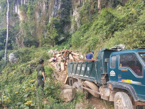 Chi cục Kiểm lâm và lãnh đạo huyện nói gì vụ chặt phá rừng biên giới ở Nghệ An?