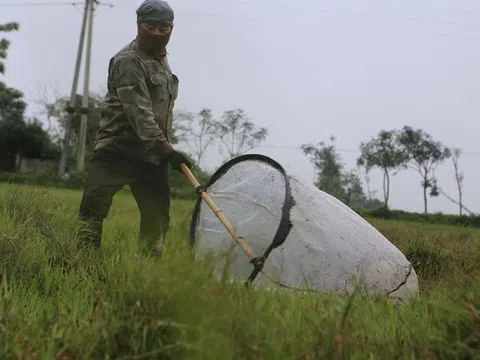 Nghệ An: Dậy từ 3h sáng chạy xe 100km bắt con "tôm bay", thu tiền triệu mỗi ngày