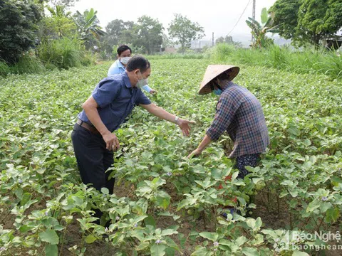 Cà pháo ở Yên Thành rớt giá tận đáy, chỉ 1.000 đồng/kg