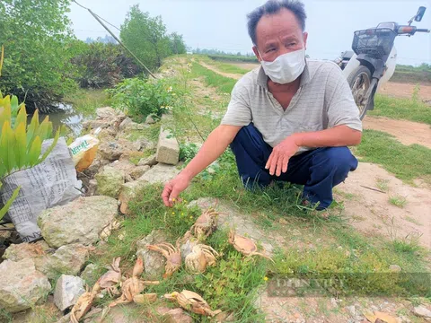 Vụ cua biển chết hàng loạt, nhặt đỏ bờ ở Hà Tĩnh, nông dân buồn "thối ruột", chờ kết quả xét nghiệm này